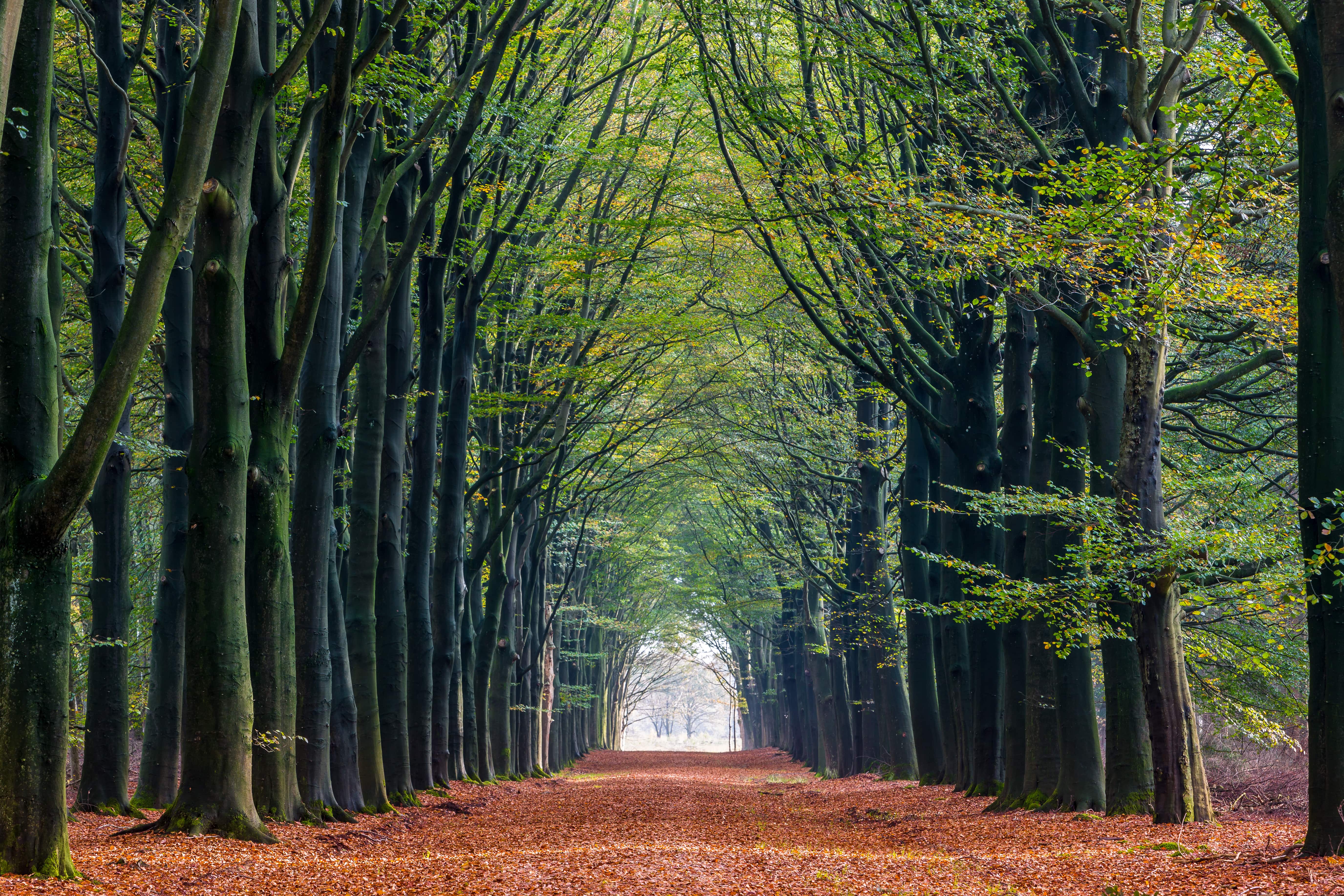 forest